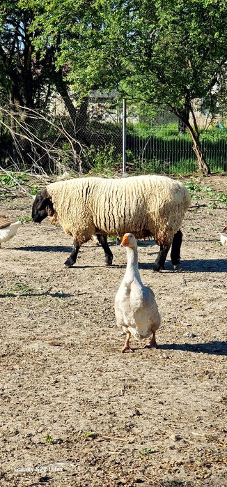 De vânzare berbec rasa SUFFOLK