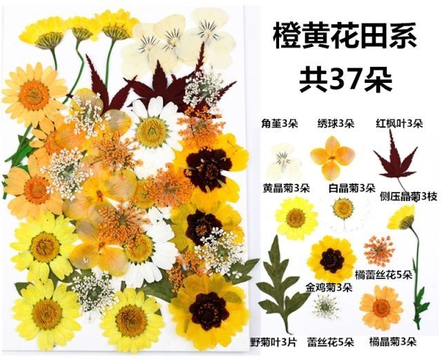 Сухоцветы. Курутилган гуллар