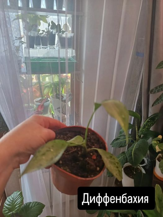 Продам комнатные цветы