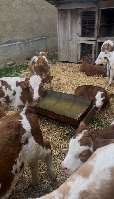 Animale vitei de vanzare