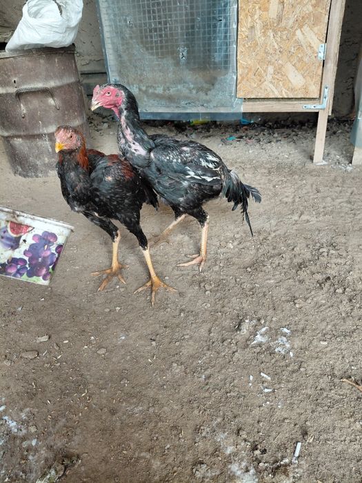 Дакан бойцовский шөжелер