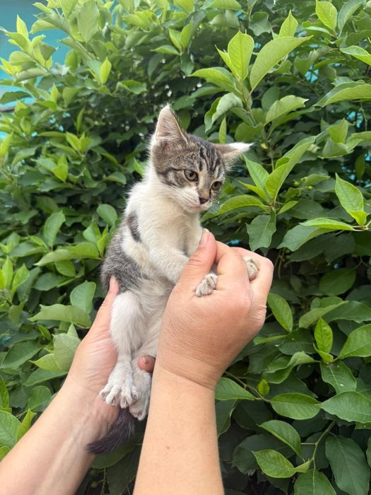 Отдадим котят бесплатно