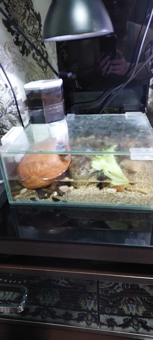 Крабовник терариум