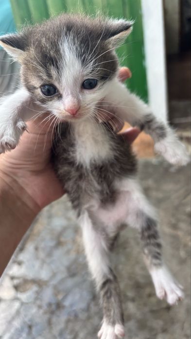 Отдам котят в добрые руки