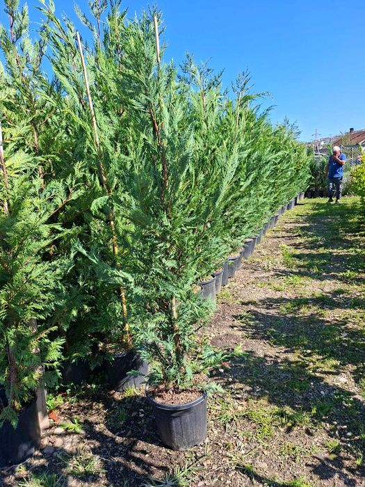 Plante ornamentale brazii argintii de toamna