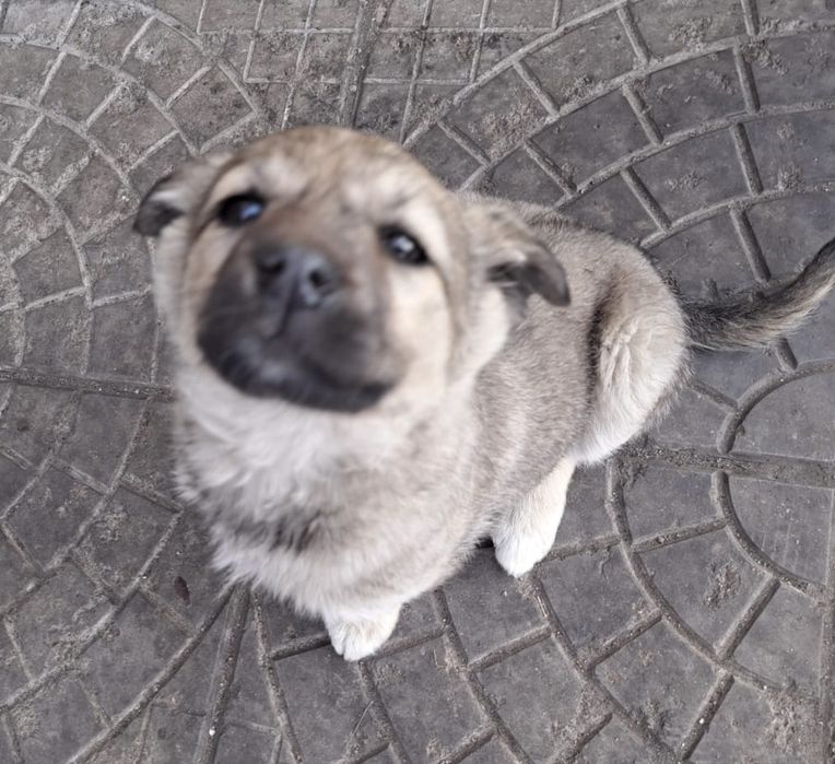 Отдам в добрые руки