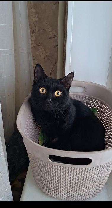 Милый добрый котик Басик в добрые руки!