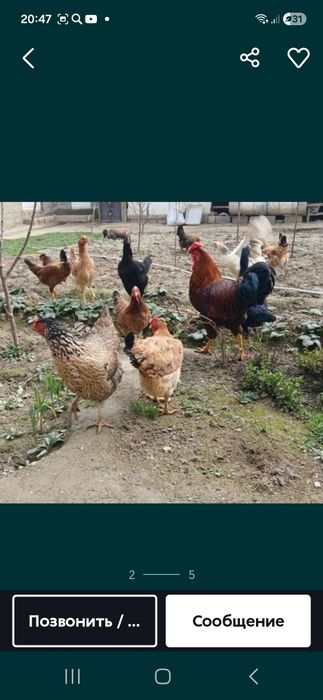 Здаровый домашный куры