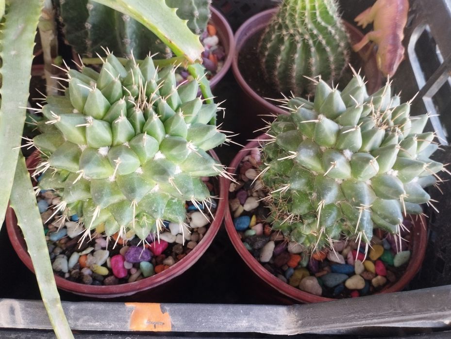 Кактусы и сукулнты