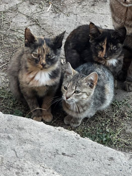 Отдам котят в добрые руки