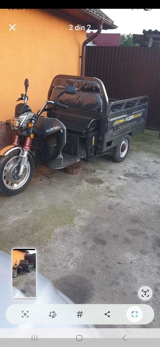 Ticicul kuba / de vanzare