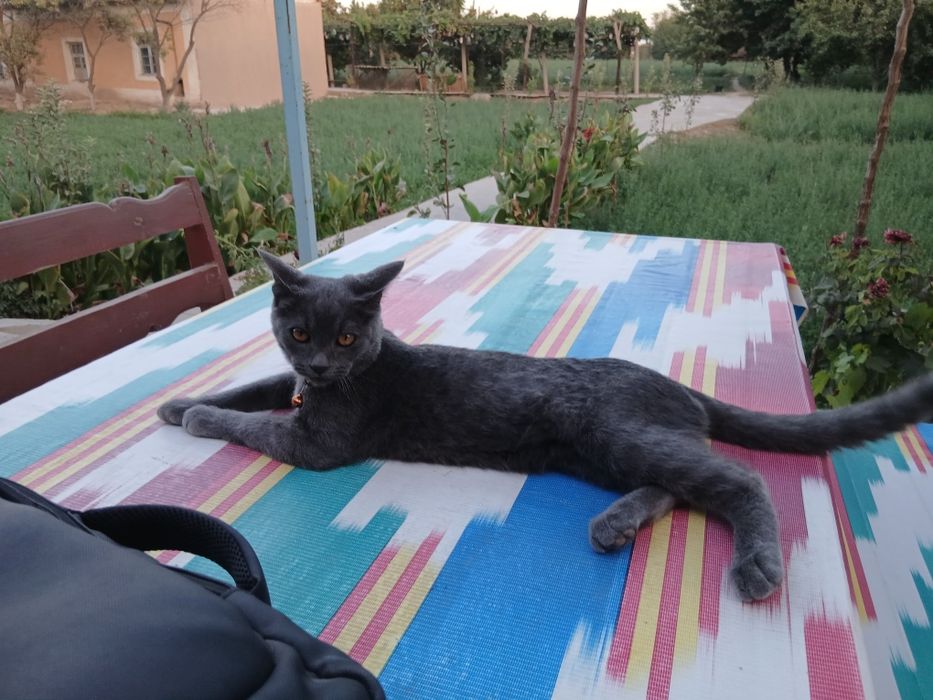 Scottish strayt mushugi sotiladi