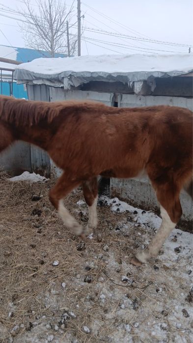Еркек жабактар сатылады