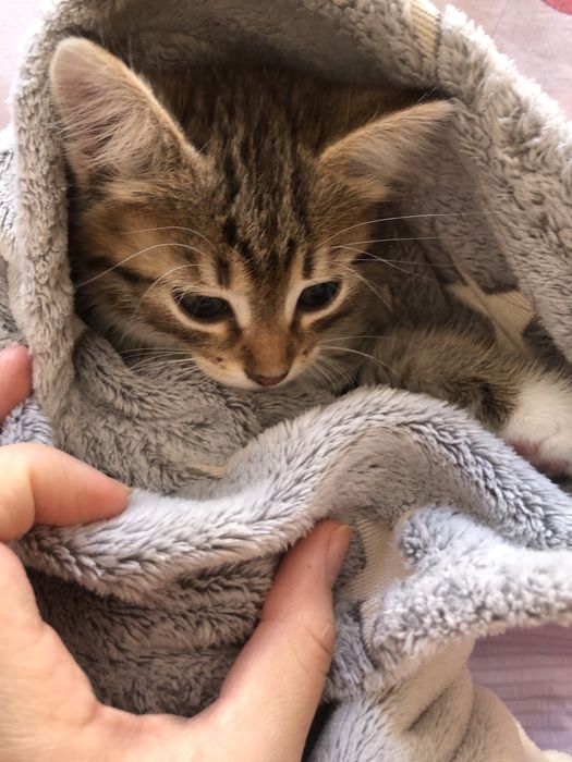 Раздам 2 месячных котят