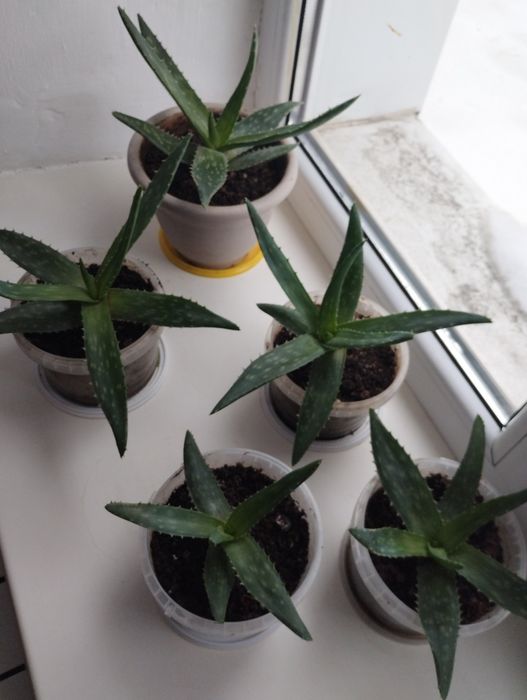 Продам алоэ Вера 1000 т