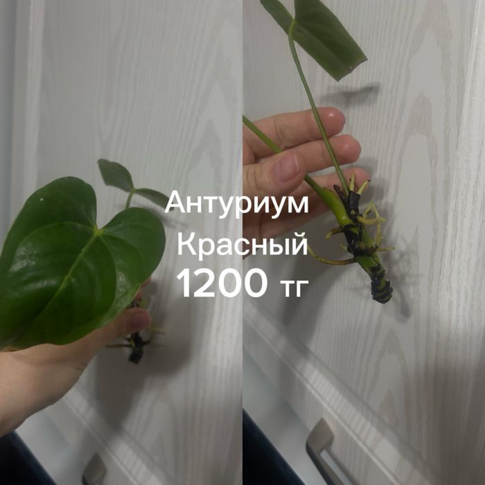 Разные отростки цветов