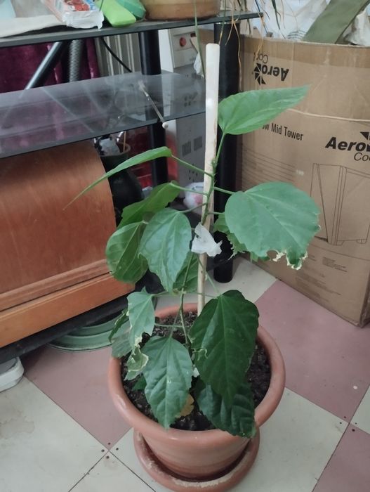 Продам гибискусс