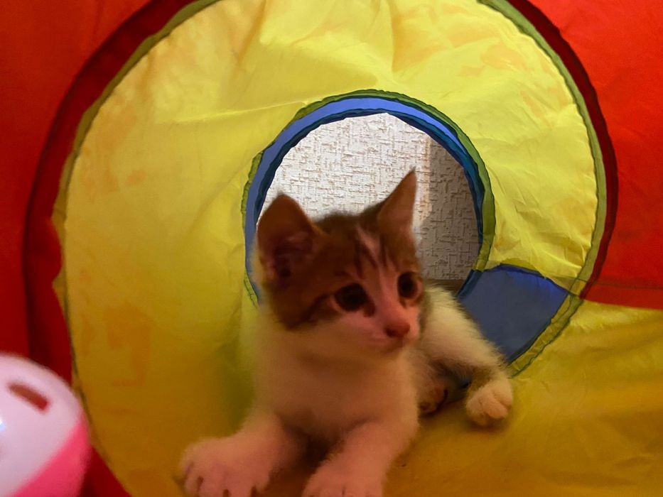 Котята чистые...