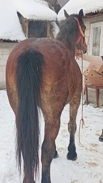 De vanzare cal castrat de 6 ani cuminte ascultator bun de ham