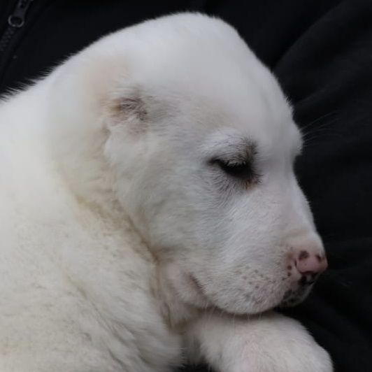 Белые ,тяжёлые алабаи