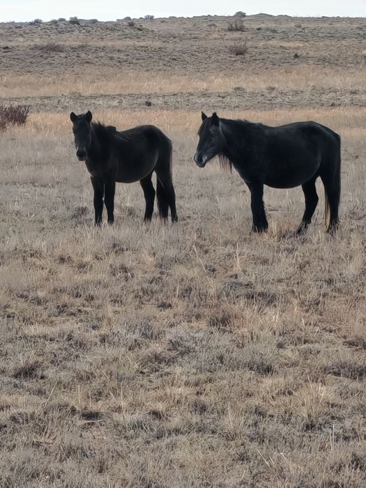 Бие тайымен        .