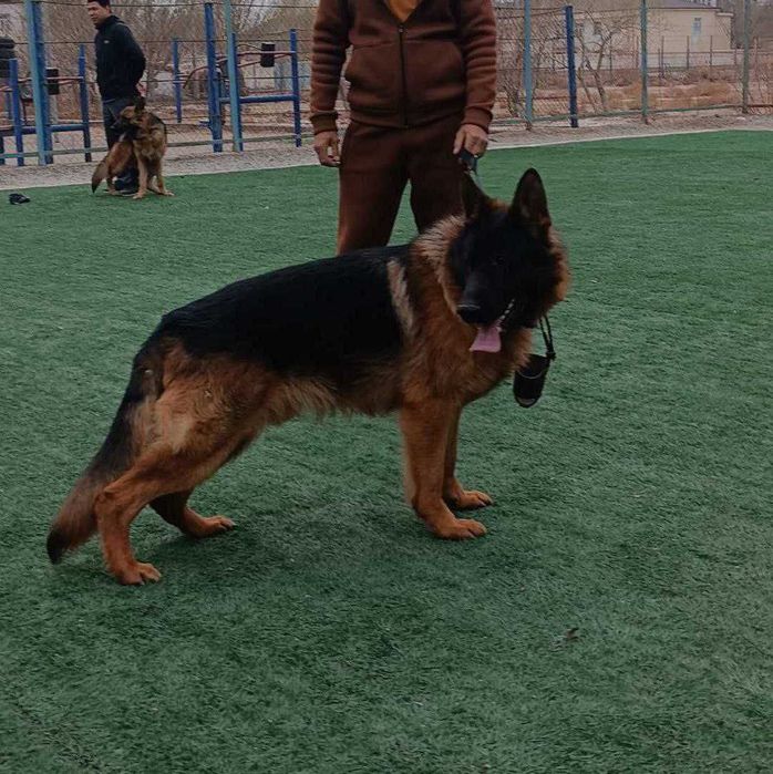 Немецкий овчарка сатылады