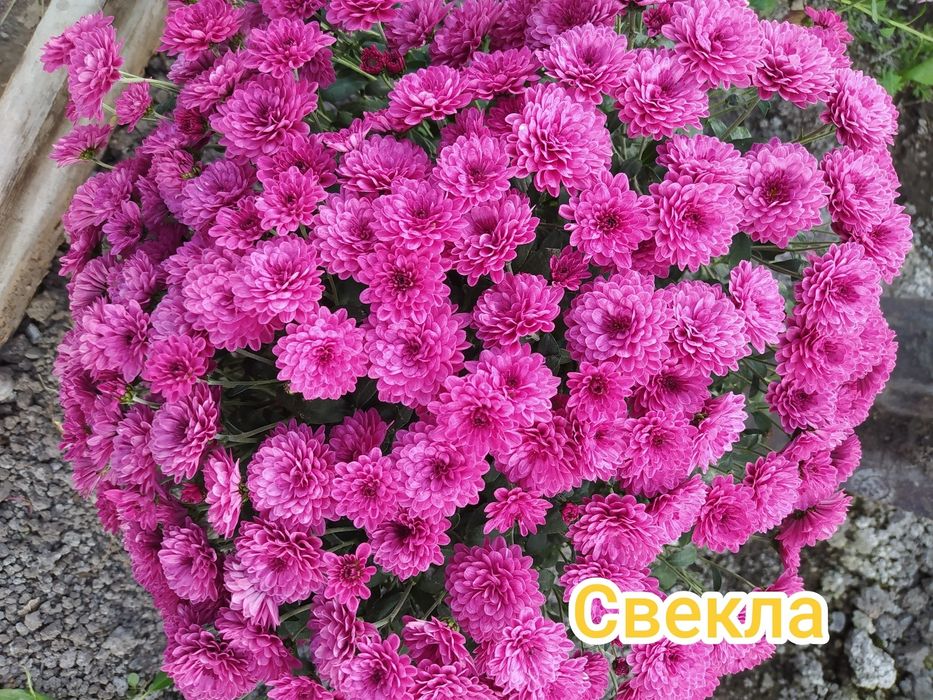 Хризантема -мультифлора , подрощенные кусты с бутонами