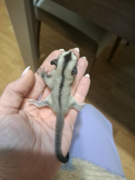 Летящи захарни катерички момче и момиче