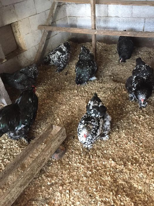 Инкубацыонные яйца Брама