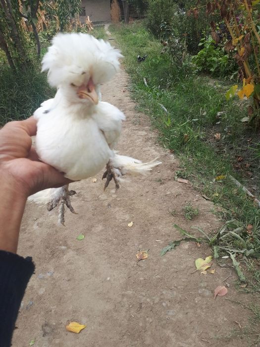 Паррандалар сотилади