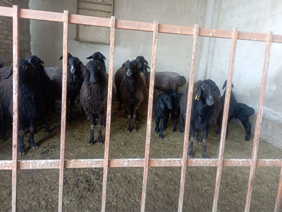 Қой сатылады қозысымен