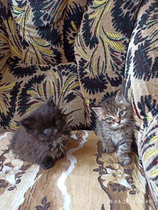 Отдам даром котят