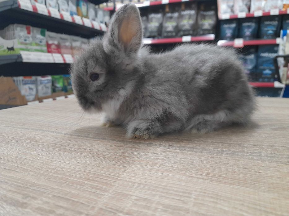 Декоративни мини зайчета на 1 месец