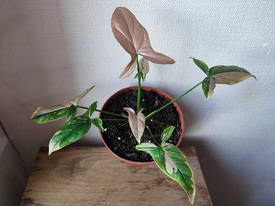 сингониумы. растения комнатные