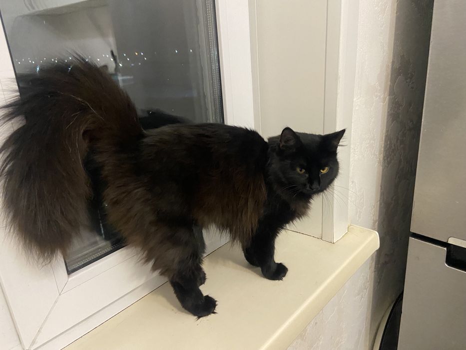 Отдам кошечку  ласковая