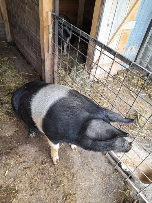 Femela basna blândă
