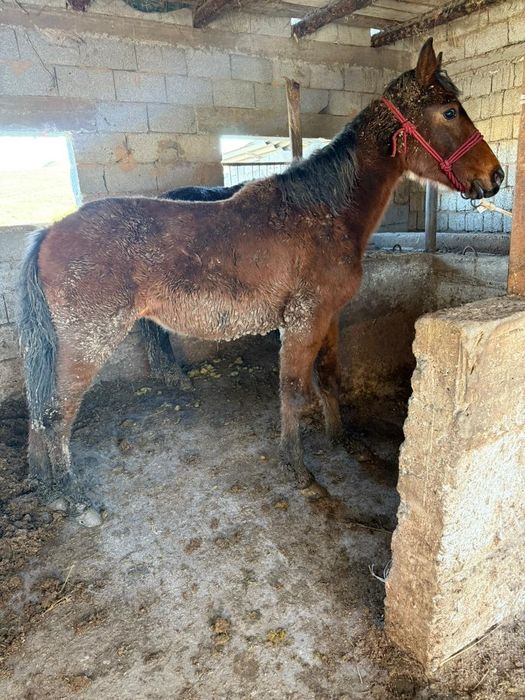 Бір жасар ұрғашы құлындар