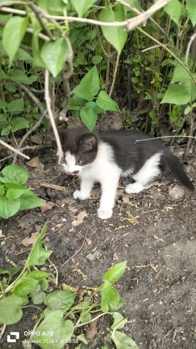 Пристраиваются котята