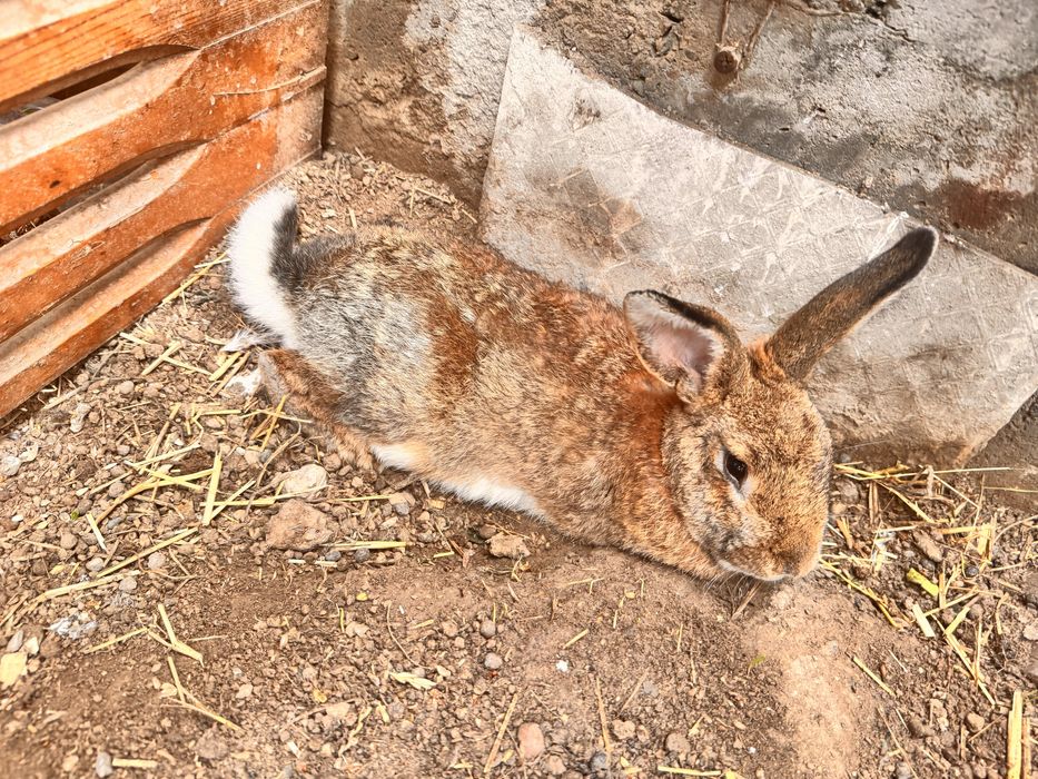 Quyonlar har xil parodiyadagi