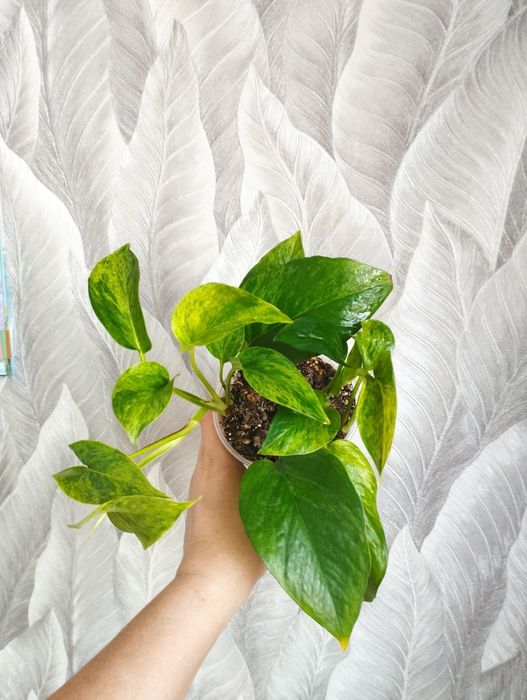 Цветы  Филодендрон, сциндапсус монстера