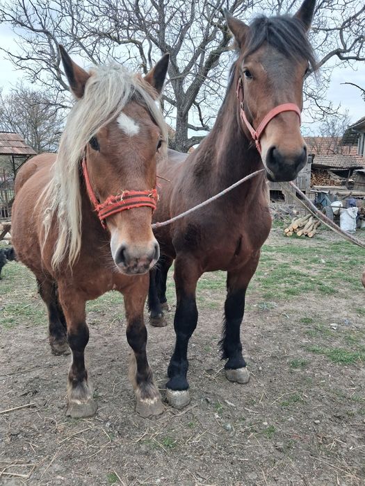 Manze de vanzare frumose