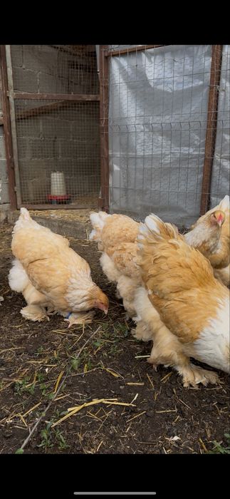 Familie brahma lemon 5+1