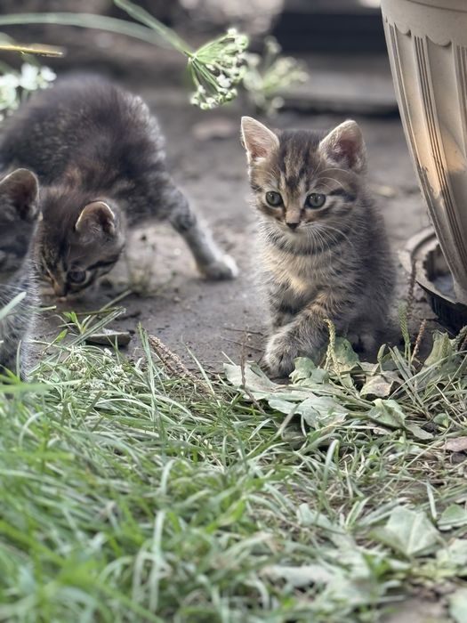 Отдам котят в хорошие руки