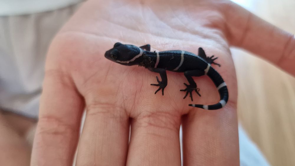 Vand cave gecko, U.milli