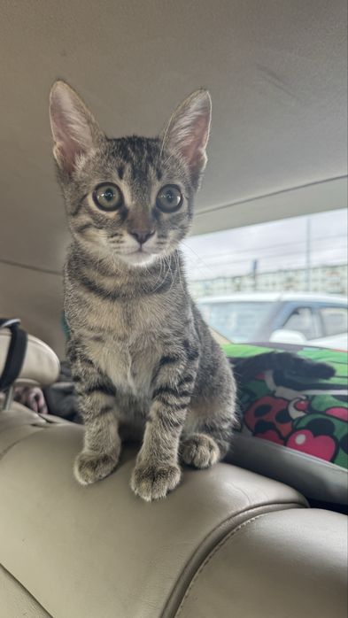 Отдадим котика в хорошие руки!!