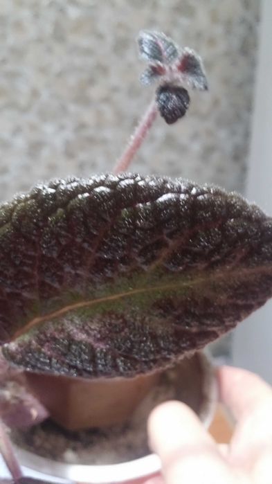 Эписция комнатная