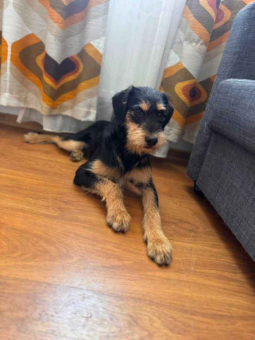 Adoptie pui de catel de 8 luni