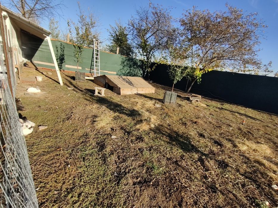 Iepuri rasa germana urias