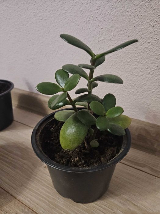 Цвете Дървото на живота