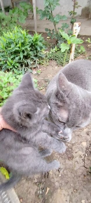 Продам срочно котят